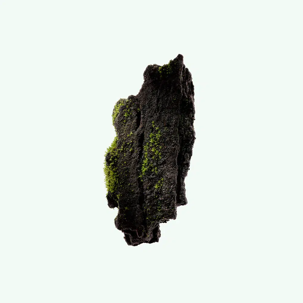 Натуральный дезодорант «Cedar Flora» Corpus Natural Deodorant «Cedar Flora», 75 г