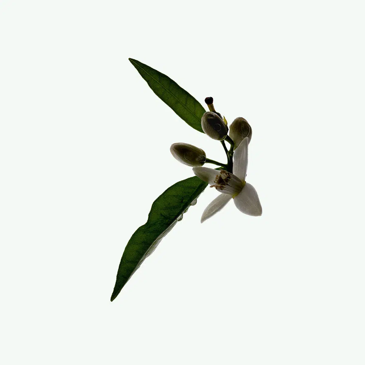 Натуральный дезодорант «Neroli» Corpus Natural Deodorant «Neroli», 75 г