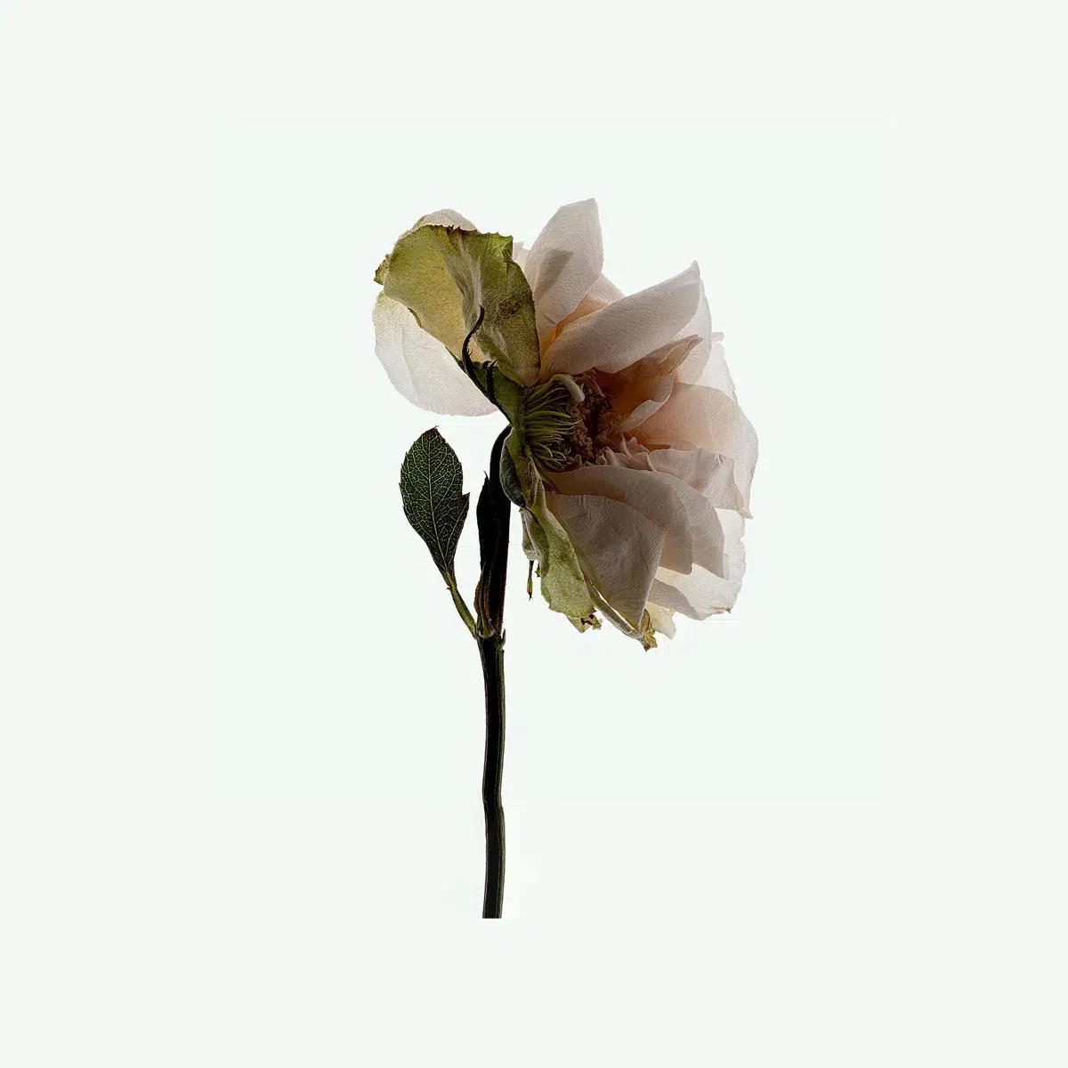 Натуральный лезодорант «Third Rose» Corpus Natural Deodorant «Third Rose», 75 г