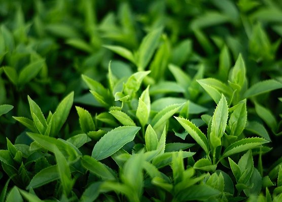 Зеленый чай