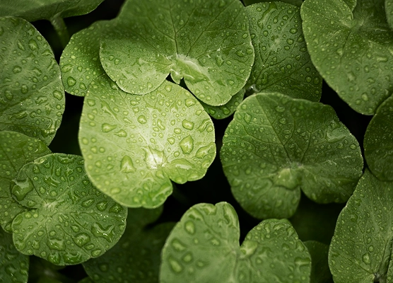 Центелла азіатська